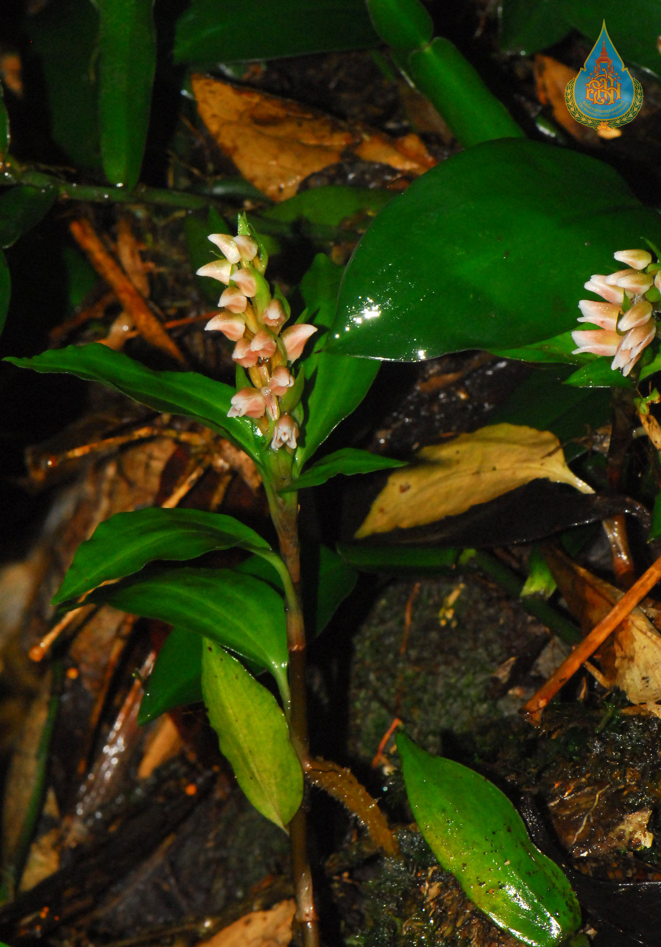 อั้วชมพูไพรวัลย์ Goodyera bifida (Blume) Blume<br/>ORCHIDACEAE